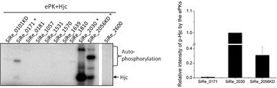 Phosphorylation of the Archaeal Holliday Junction Resolvase Hjc Inhibits Its Catalytic Activity and Facilitates DNA Repair in Sulfolobus islandicus REY15A